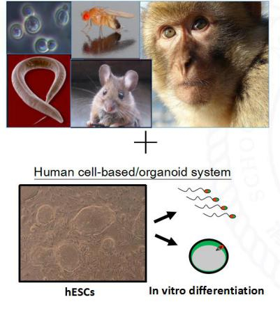 建立体外分化体系研究人生殖细胞发育