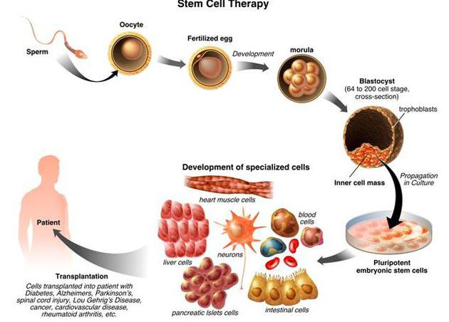 干细胞的潜在医疗价值