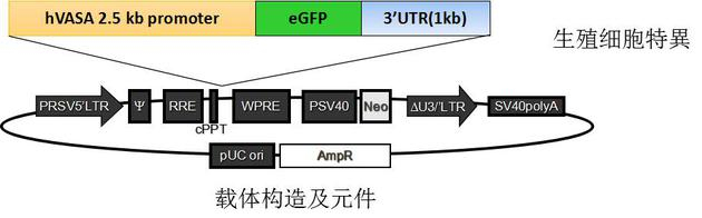 生殖细胞的荧光报告系统