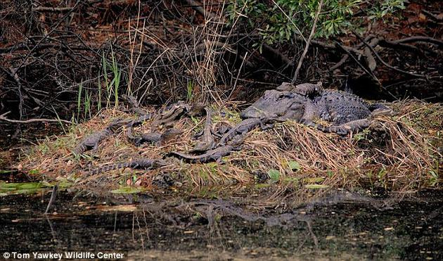 　　从1981年到2015年，威尔金森和他的团队捕捉了数百只的美国短吻鳄，其中有50只是再次被捕捉到的成年个体，它们上一次或第一次被捉到是在5年前到33年前。