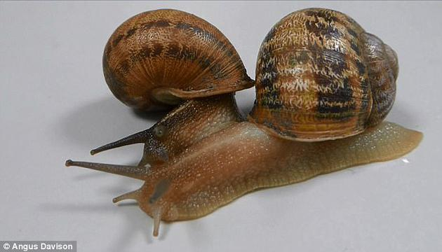 　　经过一番周折之后，人们终于为Jeremy找到了两个潜在“伴侣”——Lefty和 Tomeau（如图）。不过，这两只本意是为了与Jeremy配对的蜗牛却互相吸引，成了一对。