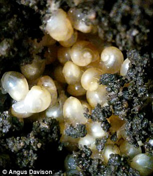 Lefty和Tomeau的后代中还没有一只具有跟它们一样的左旋式外壳。