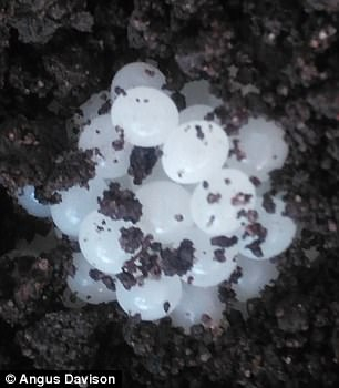 今年4月份，Lefty和Tomeau已经开始繁殖产卵，并有了170只后代。