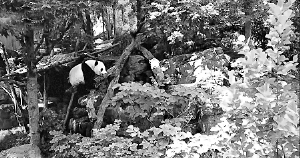 拍摄于华盛顿美国国家动物园中视频里的贝贝。