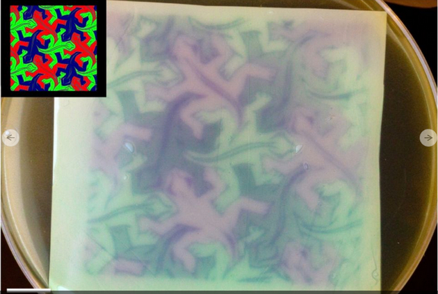 如图所示，这是细菌在琼脂板上投影的精美图像，图中可清晰地看到蜥蜴图案。