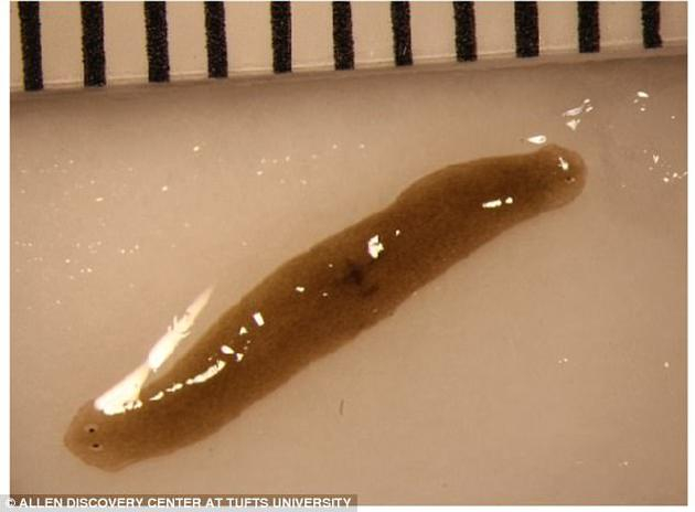 　　一条被切断身体的三角涡虫放置在国际空间站，竟然长出两个头部，这是非常罕见的例子。然而令他们更加吃惊的是，当研究人员切下这条太空涡虫的两个头部，没有头部的中段身体不久又再生出两个头部。