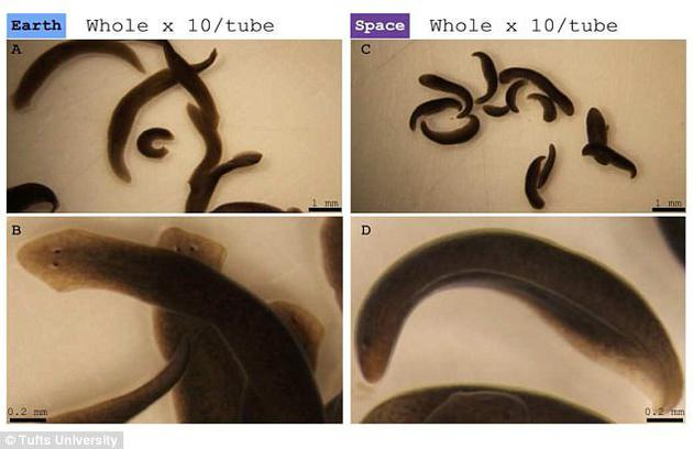 　　图A是地面上控制的三角涡虫组，它们在培养皿液体中充分伸展，并且快速活动；图B是近距离放大的地面控制三角涡虫组；图C是暴露在太空环境中的三角涡虫组，它们腹侧卷曲，很少活动；图D是近距离放大太空环境的三角涡虫组。