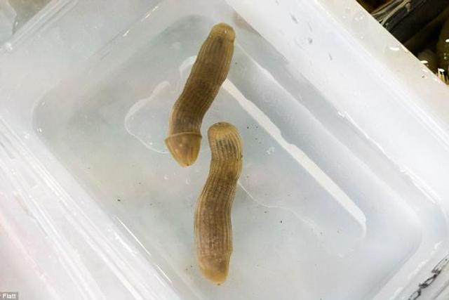 奇特海底生物:花生虫会收缩