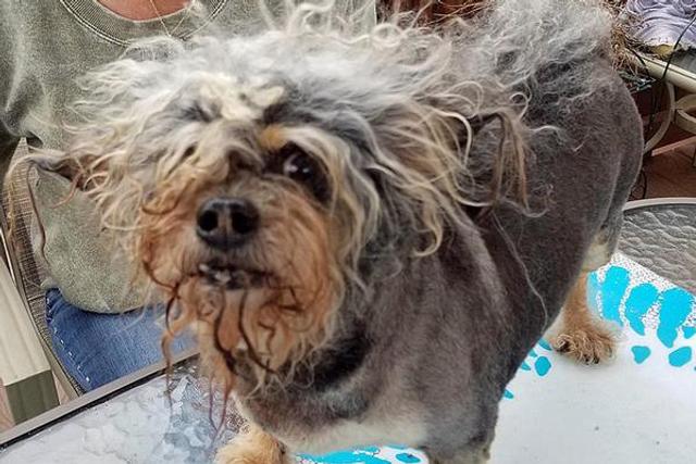 世界最丑狗开赛萌犬丑出天际