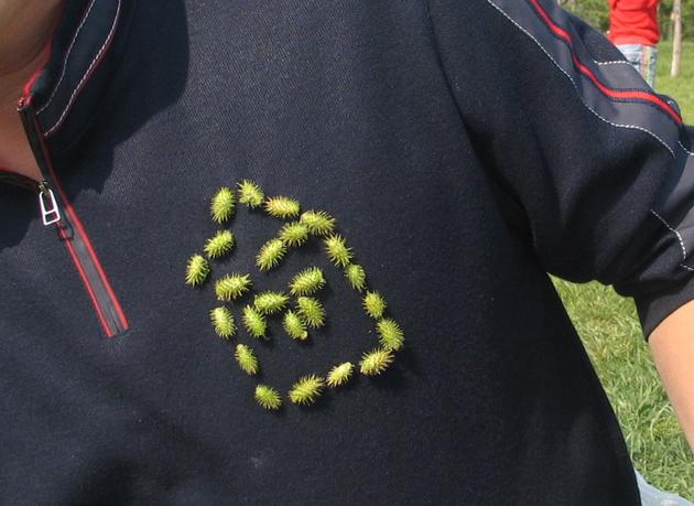 苍耳粘在衣服上