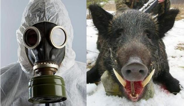 防毒面具与野猪鼻子