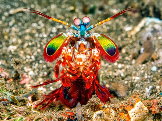 最新研究发现螳螂虾并非拥有3-4种色觉受体，而是拥有12种不同的色觉受体。