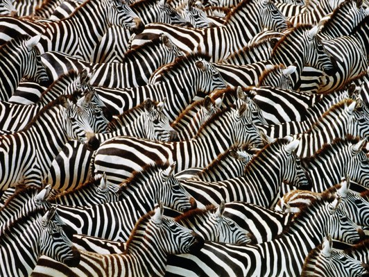斑马身体的条纹图案具有很好的伪装性。