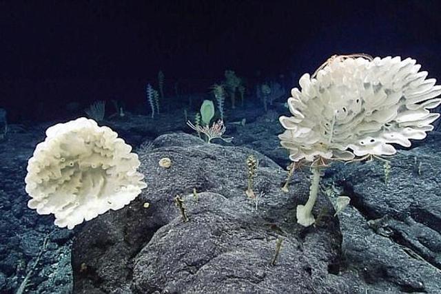 千米深海底发现大量玻璃海绵