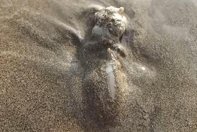 海螺吞食寄居蟹过程
