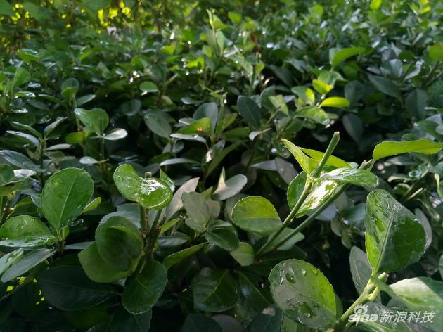 魅族6微距照片样张