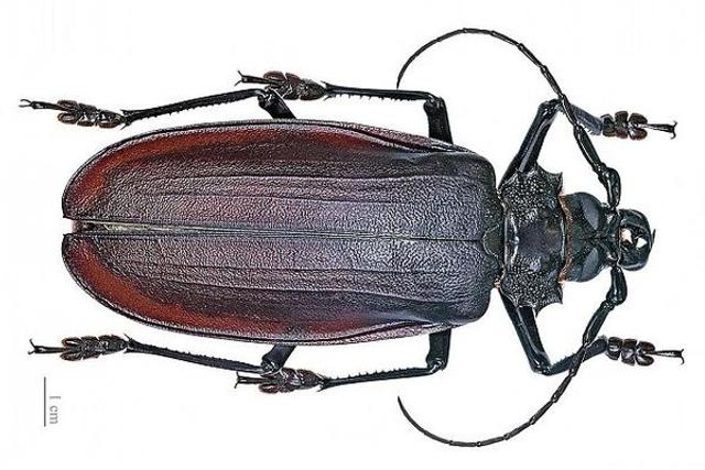 盘点世界最大昆虫令人望而生畏