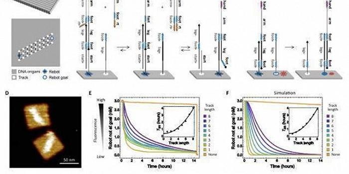 美国科学家研发出可以进入血液的dna机器人 手机新浪网
