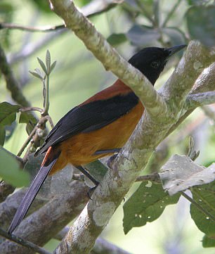 　　林鵙鹟属（Pitohui）鸟类在皮肤和羽毛中含有一种有毒物质，主要用来防御捕食者，这使它们成为世界上（可能）唯一的有毒鸟类。科学家发现，它们其实是通过捕食姬萤科Choresine属甲虫来获得毒素的。