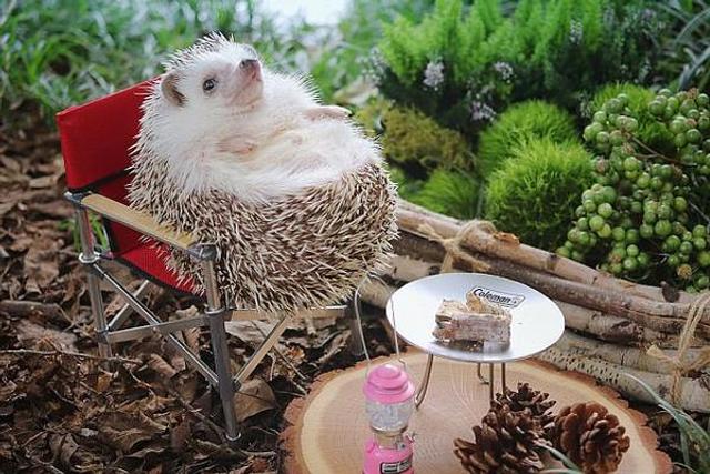 小刺猬拍户外写真萌倒网友