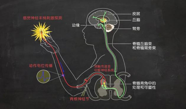 　　外部环境刺激（如高温和压力）激活感觉神经膜上的离子通道受体，产生电脉冲，电信号通过背根神经节（DRG）到达大脑的感觉区域。| 图片来源：kavliprize.org