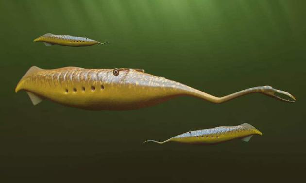 对史前生物“塔利怪物”的样貌重建图片来源:物理学家组织网