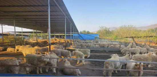 分期乐普惠用户在唐县的肉羊养殖场。