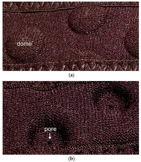 气孔的近距离图像
