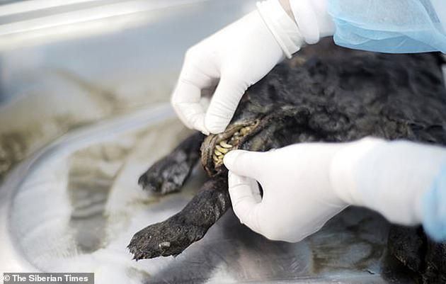 科学家怀疑这只更新世的犬科动物已经被驯化