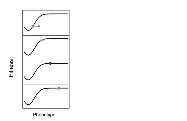 　　一种静态的、不受生物影响的适应度地形，图中时间向下移动。图改自Tanaka et al （2020）， Philosophy of Science， 87： 478-98