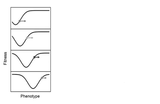 　　被生物抑制的适应度地形；各图自上而下随时间推移。图改自Tanaka et al （2020）， Philosophy of Science， 87： 478-98