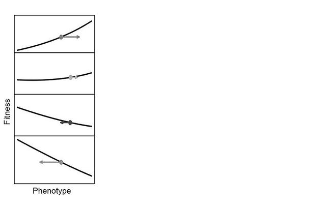 　　“跷跷板”式的适应度地形，生物改变了适应的方向；各图自上而下随时间推移。图改自Tanaka et al （2020）， Philosophy of Science， 87： 478-98
