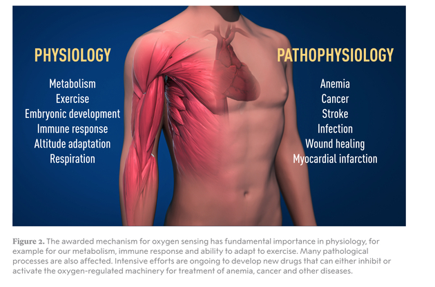 　　氧感应机制在生理学上具有重要意义，包括对我们的新陈代谢、免疫反应和运动适应能力都有重要影响。许多病理过程也会受到影响。目前科学家正在努力开发新药，以抑制或激活治疗贫血、癌症和其他疾病的氧调节机制。 左：生理学，新陈代谢，运动，胚胎发育，免疫反应，高原适应，呼吸 右：病理生理学，贫血，癌症，中风，感染，伤口愈合，心肌梗死