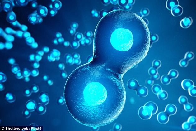 　　研究人员认为，现在他们可以更好地理解3种类型干细胞是如何发生交互作用，确保胚胎正常发育。他们希望通过人类干细胞进一步进行实验，从而寻求从干细胞中培育出人类胚胎。