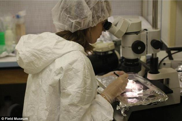 　　这些蓝色微晶的成分显示，太阳当时正在向外喷发高能粒子，说明太阳经历过一段相当混乱而动荡的时期，就像两岁的小孩一样调皮捣蛋。