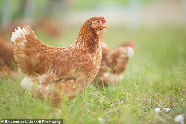 英国科学家：经基因改造的鸡蛋可富含抗癌所需蛋白质