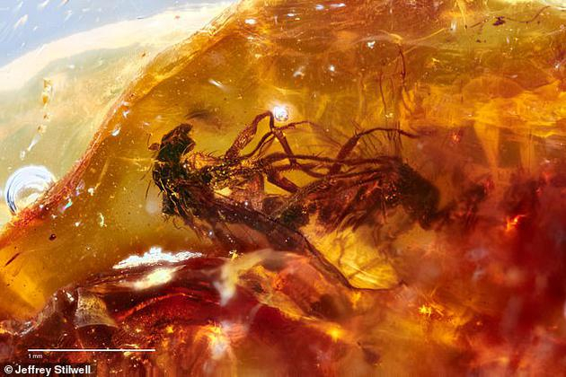 　　随着时间推移，树脂逐渐硬化成琥珀，成为这对苍蝇的坟墓，它们的双腿仍然缠绕在一起。事实上，苍蝇交配的时间很短暂，仅需几秒钟，这使得在澳大利亚维多利亚州发现交配化石更加珍贵。