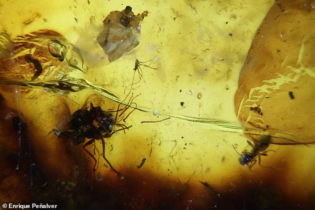 　　这两只苍蝇可能交配时不小心被树脂粘住，然后就永远封固在一起，这是非常有趣的冈瓦纳大陆昆虫交配情景。