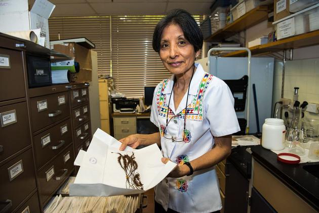 诺丽丝•萨拉扎•艾伦在史密森尼热带研究所研究苔藓植物。