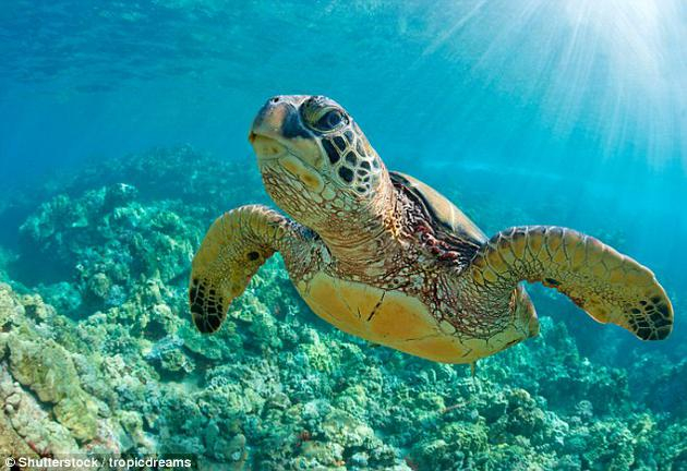 　　这项研究的结果发表在近期的《自然-通讯》（Nature Communications）杂志上，主要内容是从现有资料推断2.6亿年前鸟类和海龟的共同祖先可能的基因组结构。