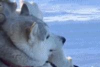 GIF |哈士奇也有尊严的