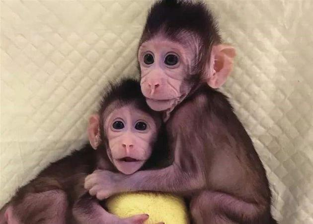 克隆猴：中中和华华