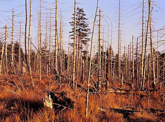 酸雨会进一步损害植物，污染水中生物，导致进一步的灭绝。