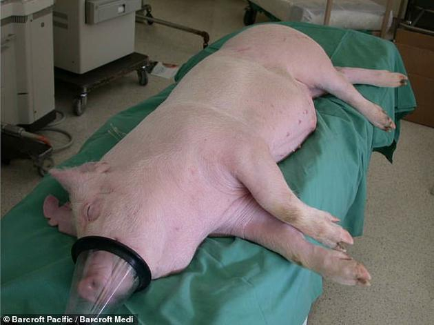 　　近年来，专家提出人类捐献器官数量毕竟有限，面对如此大的供求差距，建议将动物器官植入人类身体，或者在实验室独立培育移植器官。目前，由哈佛大学遗传学家乔治_丘奇(George Church)领导的eGenesis公司正在改良猪器官，使其最终能够移植到人类患者。