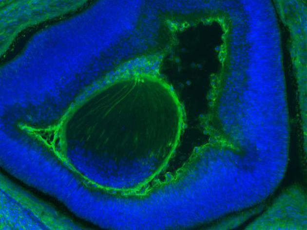 新型小鼠与人胚胎嵌合体中含有高达4%的人类细胞