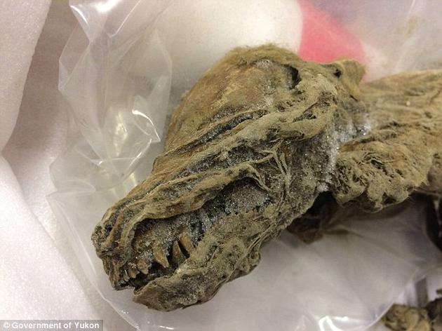 已经木乃伊化的狼崽标本。