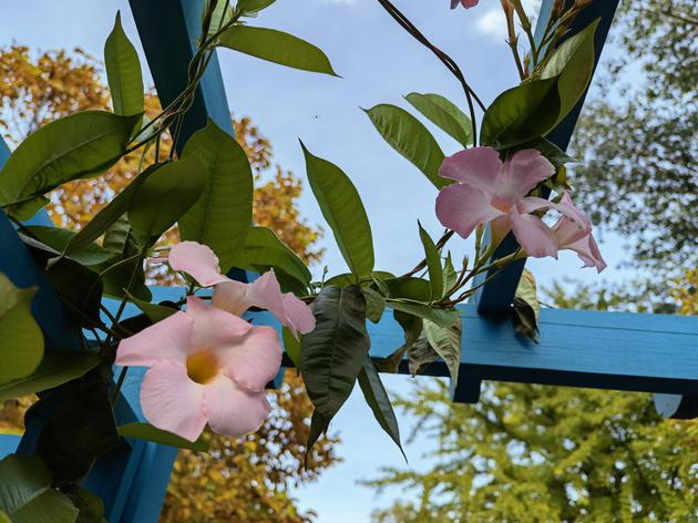 华为Mate40 Pro主摄拍摄