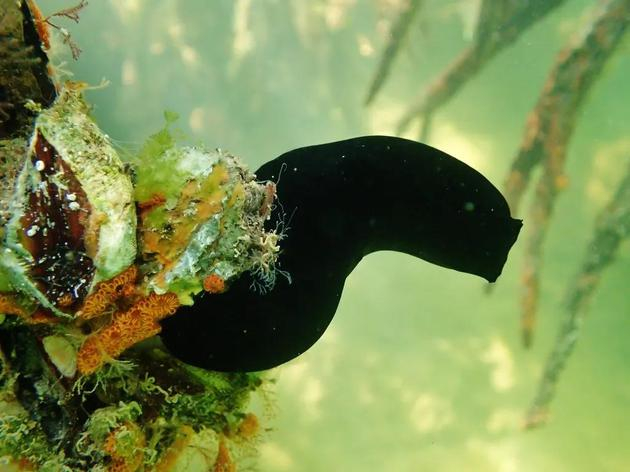 体内富集钒元素的海鞘&nbsp;Phallusia nigra。图片来源：iNaturalist