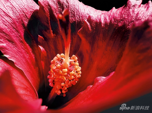 《The Cave》（木槿花），由 Marco Colletta 拍摄 意大利，塔兰托