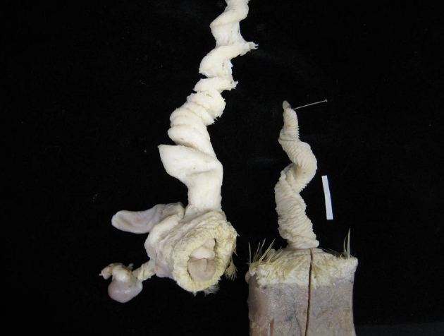 切开的雌鸭阴道（左）和相应的雄鸭阴茎（右），以相反方向扭转。